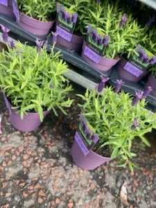 Lavender Large